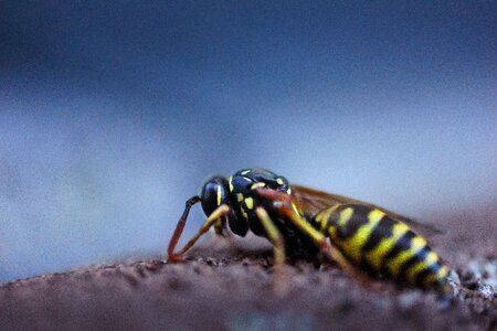 Insect macro animal photo