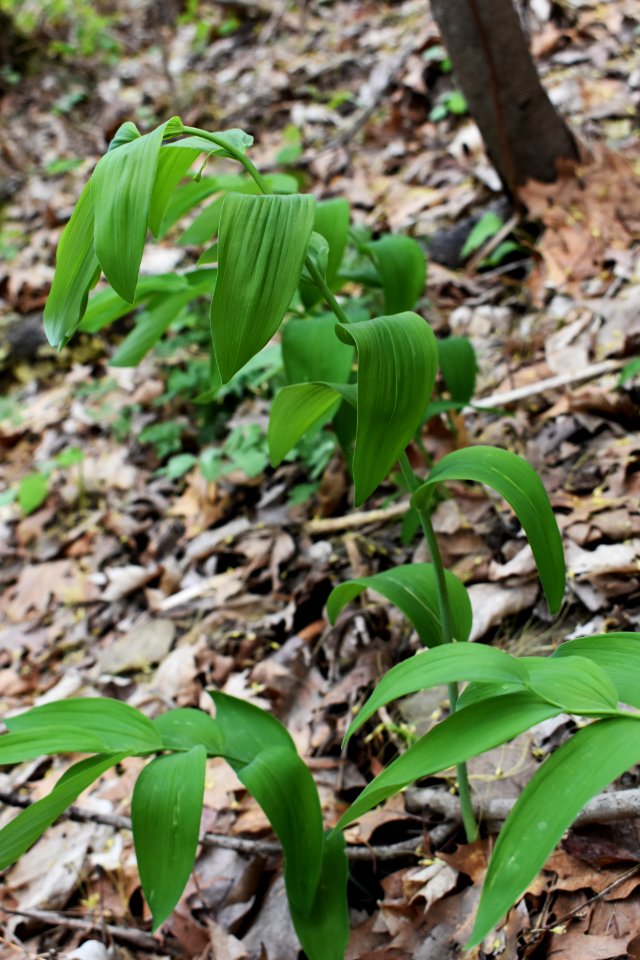 Smooth solomon's seal (Polygonatum biflorum)