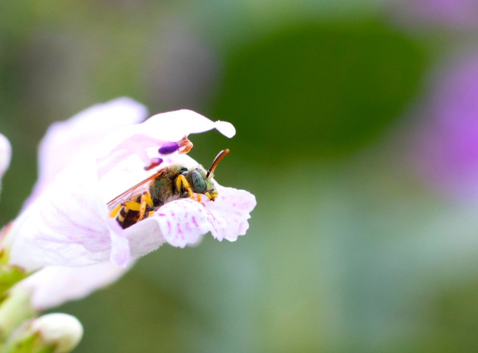 Green sweat bee on obedient plant