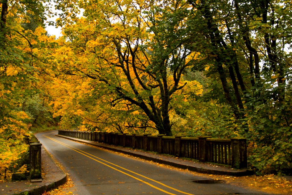 Historic Hwy 30, Columbia River Gorge, Oregon photo