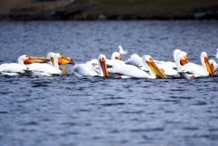 American white pelicans foraging