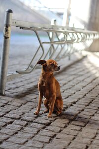 Pinscher chihuahua paving stones