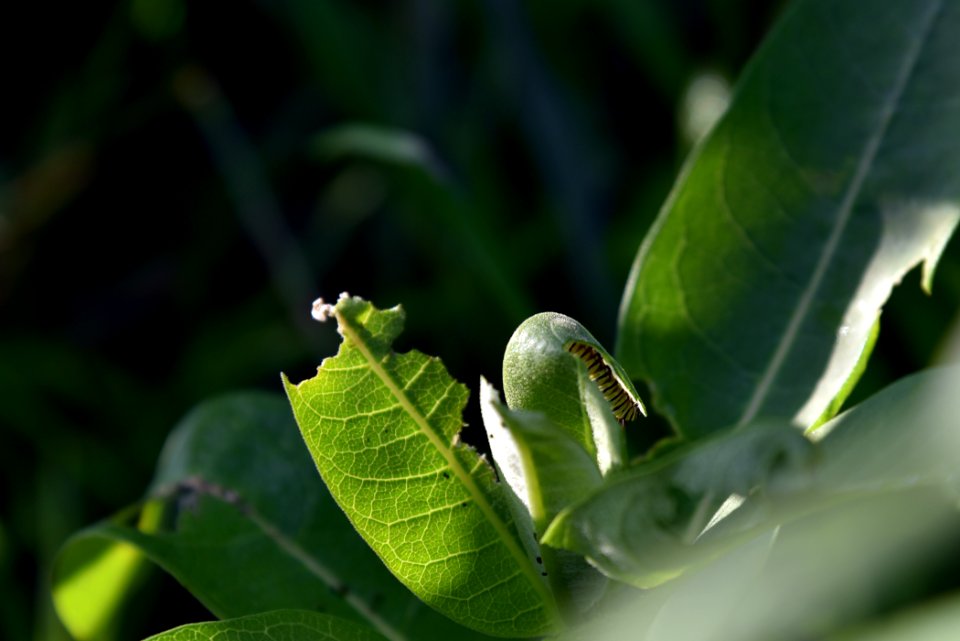 Monarch Caterpillar on Common Milkweed