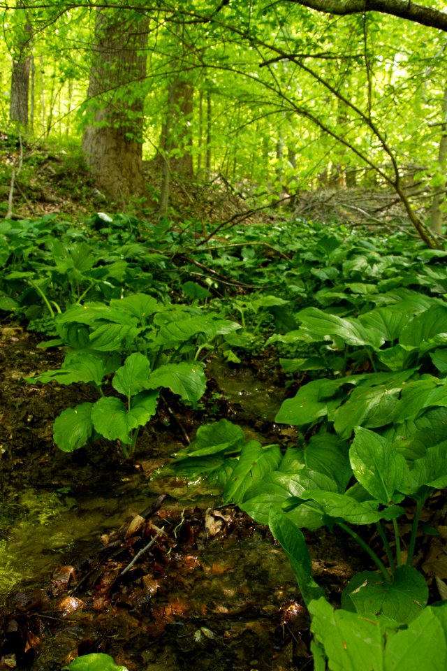 Groundwater in the Red Maple Seepage Swamp