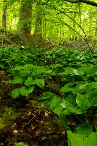 Groundwater in the Red Maple Seepage Swamp