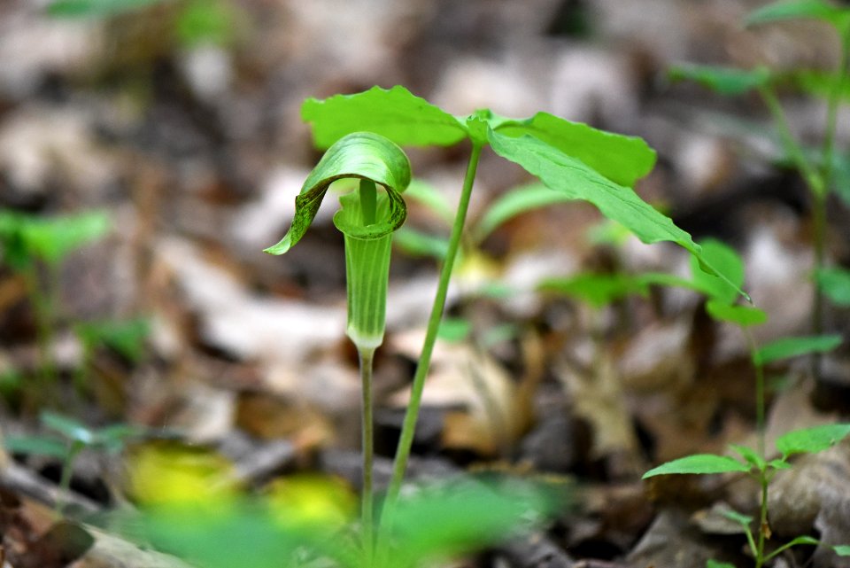 Jack-in-the-pulpit