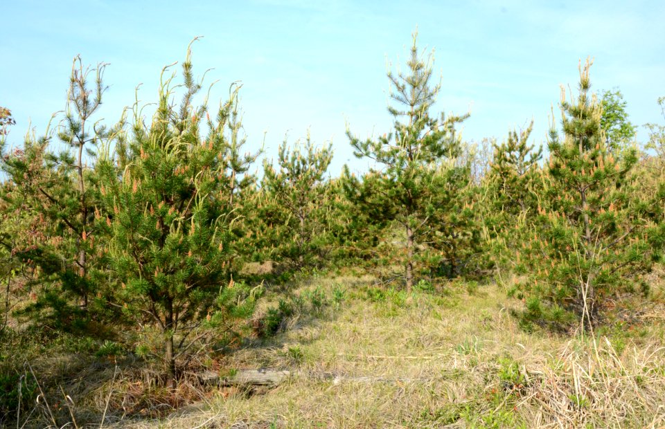 Kirtland's Warbler Habitat