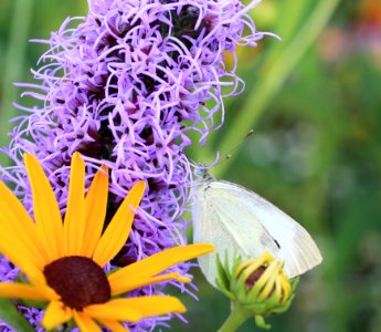 Cabbage white butterfly photo