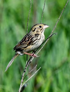 Henslow's sparrow photo