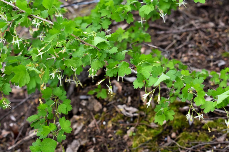 Missouri gooseberry (Ribes missouriense)