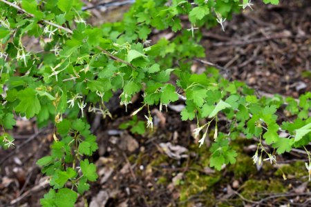 Missouri gooseberry (Ribes missouriense)