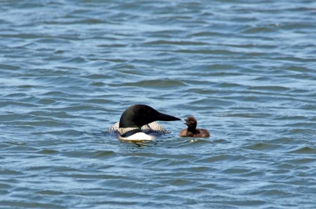 Common Loon With Chick photo