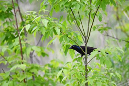 Common grackle