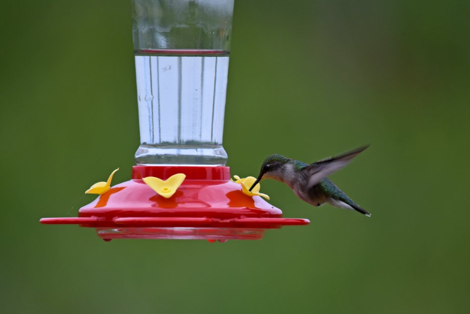 Ruby-throated hummingbird