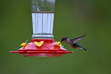 Ruby-throated hummingbird photo