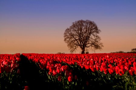 Lone tree and red tulips, Oregon photo