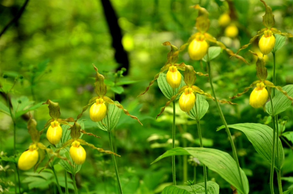 Yellow lady slippers in bloom