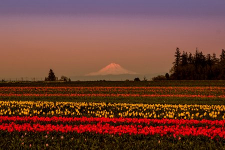 Mt Hood and tulip field, Oregon photo