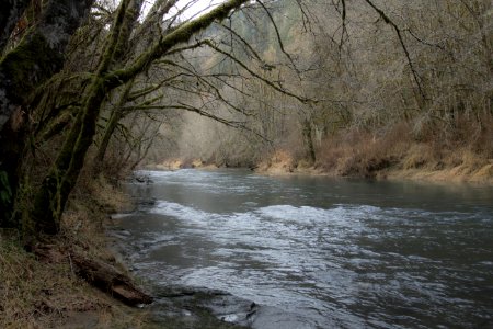 Alsea river in winter, Oregon photo