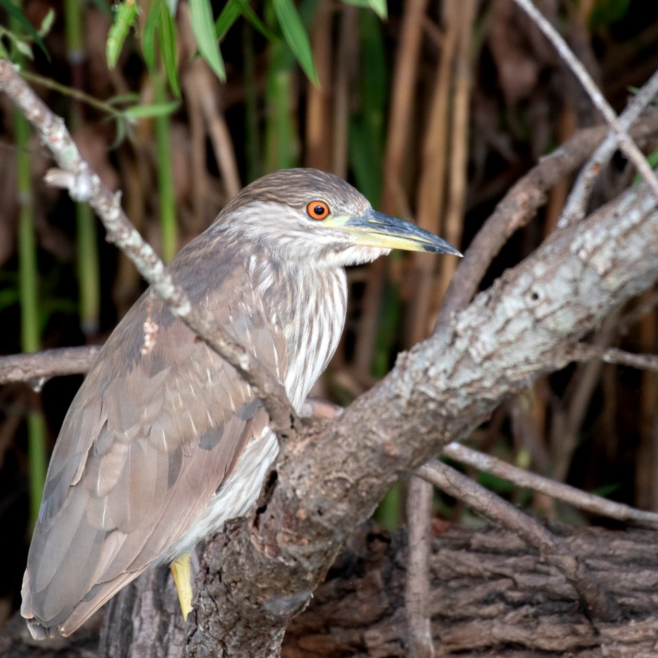 Juvenile Black-crowned Night-heron