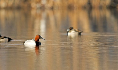 Canvasback duck photo