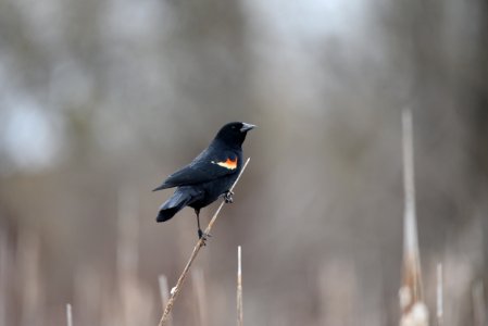 Red-winged blackbird photo
