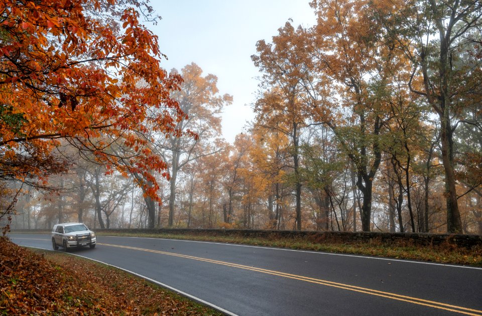 Foggy Fall Scene Along the Drive