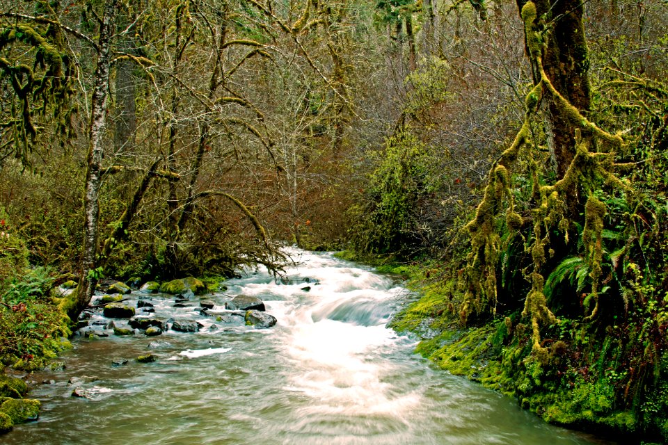 McDowell Creek Hiking Trail, Oregon
