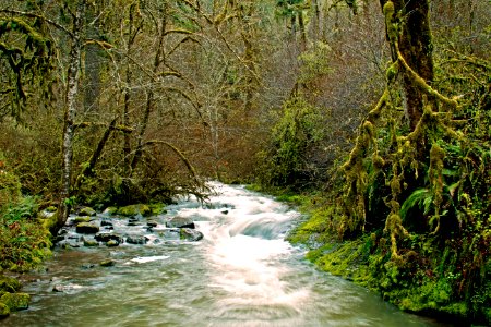 McDowell Creek Hiking Trail, Oregon