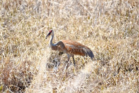 Sandhill crane photo