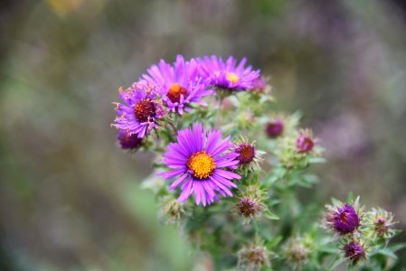 New England aster photo