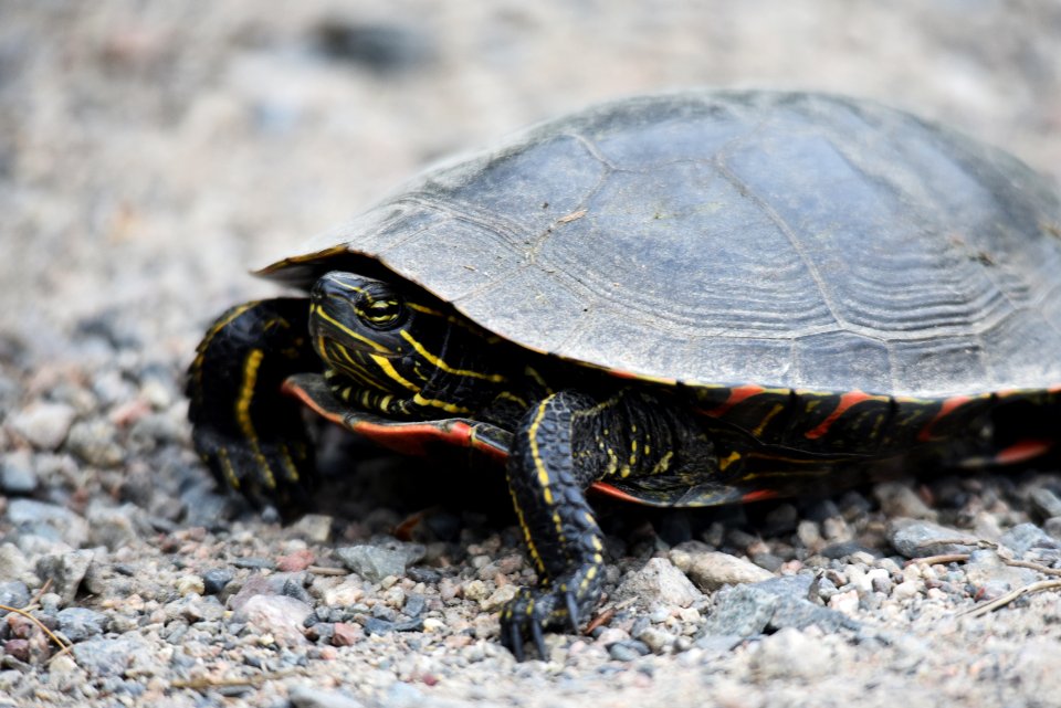 Painted turtle