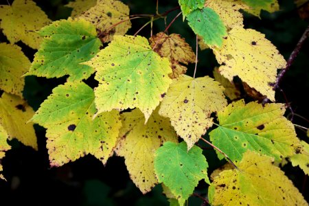 Fall colors