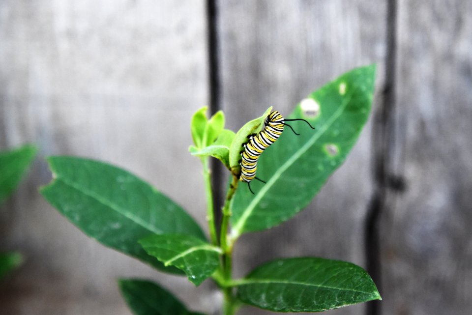 Monarch caterpillar on common milkweed