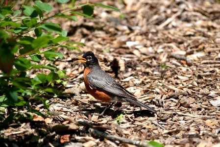 American Robin Panting