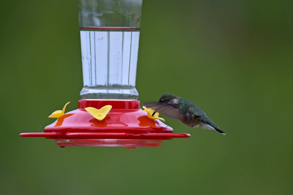 Ruby-throated hummingbird photo