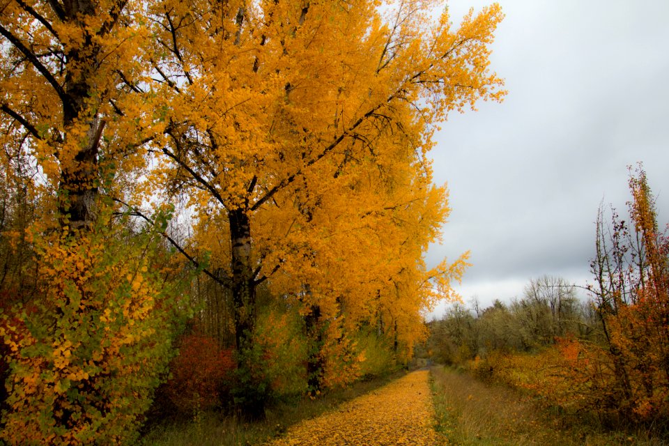 Follow the yellow leaf road.