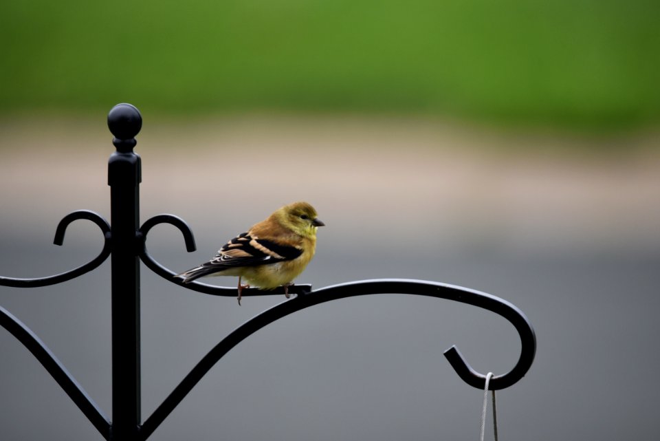 American goldfinch