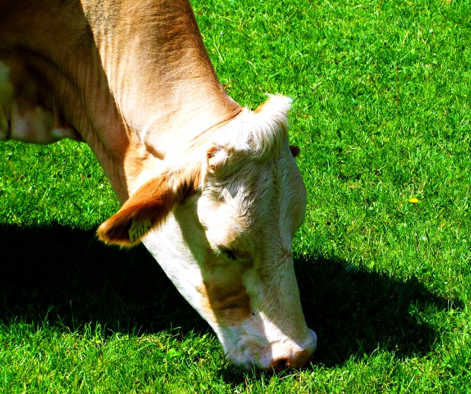 Cow green pastures animal