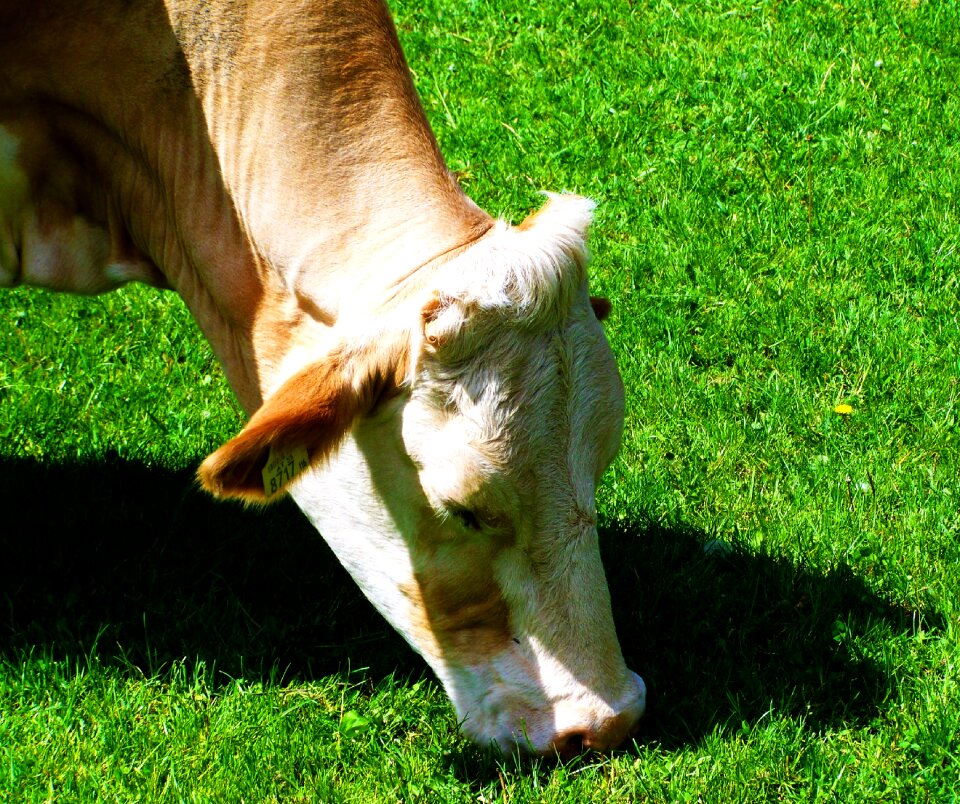 Cow green pastures animal photo