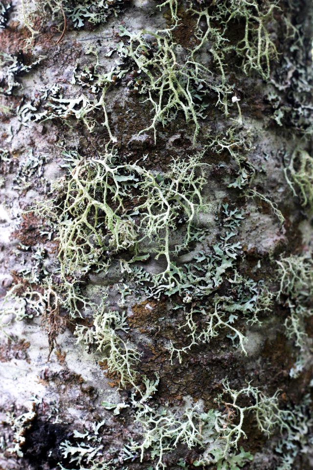 Lichen on a tree trunk