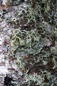 Lichen on a tree trunk photo