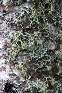 Lichen on a tree trunk