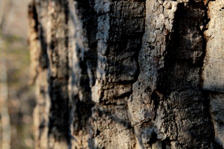 Chestnut oak bark