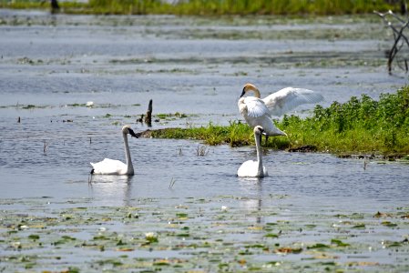 Trumpeter swans photo