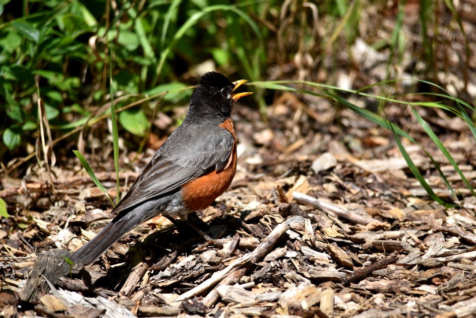 American Robin Panting