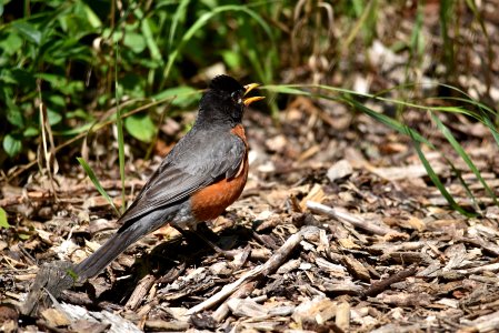 American Robin Panting