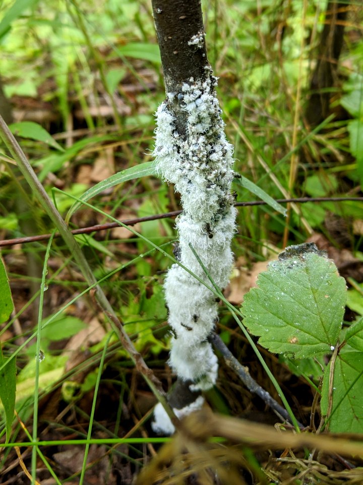 Woolly alder aphids