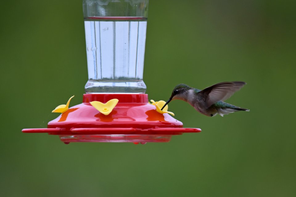 Ruby-throated hummingbird