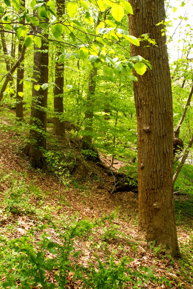 Japanese barberry in the Mesic Mixed Hardwood Forest